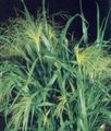 Ornamental Plants Millet cereals, Panicum green Photo