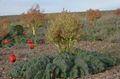 foncé-vert  Rhubarbe, Pieplante, Da Huang Photo et les caractéristiques