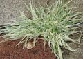 Ornamental Plants Tall Oat Grass, False Oat Grass, Orchard Grass cereals, Arrhenatherum elatius multicolor Photo