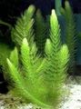 green Aquatic Plants Coontail, Hornwort Photo and characteristics