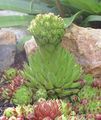 Dekorative Pflanzen Rosularia sukkulenten hell-grün Foto