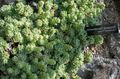 Dekoratīvie Augi Rosularia sukulenti gaiši zaļš Foto