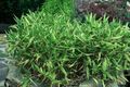 Διακοσμητικά φυτά Νάνος Λευκό Λωρίδων Μπαμπού, Kamuro-Zasa δημητριακά, Pleioblastus πράσινος φωτογραφία