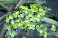  Wasserlinsen, Lemna hell-grün Foto