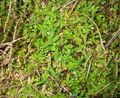 vert Les Fougères Spring Meadow Spikemoss, Clubmoss Suisse Photo et les caractéristiques