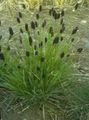 Ornamental Plants Blue Moor-grass cereals, Sesleria green Photo