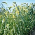 Ornamental Plants Foxtail Millet cereals, Setaria green Photo