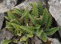 Ornamental Plants Rustyback Fern, Rusty-back Fern, Scaly Spleenwort, Ceterach green Photo