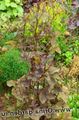 burgundy,claret Leafy Ornamentals Mitsu-ba, Japanese Honeywort, Japanese Parsley Photo and characteristics
