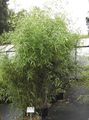 Ornamental Plants Bamboo cereals, Phyllostachys green Photo