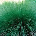 green Cereals Sporobolus, Prairie dropseed Photo and characteristics