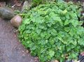  Piggyback Plant, Pickaback Plant, Youth on Age, Mother-of-thousands, Thousand Mothers leafy ornamentals, Tolmiea green Photo