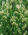 Ornamental Plants Quaking Grass cereals, Briza green Photo