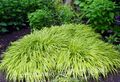Ornamental Plants Hakone Grass, Japanese Forest Grass cereals, Hakonechloa multicolor Photo