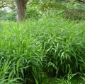 Ornamental Plants Spangle grass, Wild oats, Northern Sea Oats cereals, Chasmanthium green Photo