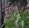 Ornamental Plants Spangle grass, Wild oats, Northern Sea Oats cereals, Chasmanthium brown Photo