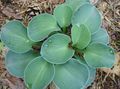  Plantain lily leafy ornamentals, Hosta light blue Photo