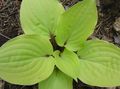 Dekorativní rostliny Jitrocel Lily dekorativní-listnaté, Hosta světle-zelená fotografie