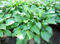  Plantain lily leafy ornamentals, Hosta green Photo