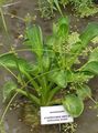 green  Water plantain Photo and characteristics