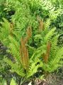 light green  Flowering fern Photo and characteristics