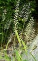 Dekorative Pflanzen Bottlebrush Grass getreide, Hystrix patula hell-grün Foto