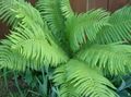 light green  Male fern, Buckler fern, Autumn Fern Photo and characteristics