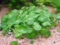 green Aquatic Plants Whorled, Water Pennywort, Dollarweed, Manyflower Marsh Pennywort Photo and characteristics