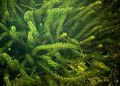 vert Les Plantes De L'eau Anacharis, Elodea Canadien, L'élodée Américain, Mauvaises Herbes De L'oxygène Photo et les caractéristiques