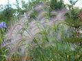 Ornamental Plants Foxtail barley, Squirrel-Tail cereals, Hordeum jubatum green Photo