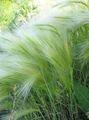 Prydplanter Foxtail Byg, Egern-Tail korn, Hordeum jubatum sølvfarvede Foto