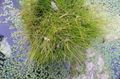 Dekorative Pflanzen Spike-Ansturm getreide, Eleocharis grün Foto