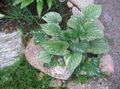 Ornamental Plants Siberian Bugloss, False Forget-Me-Not, Perennial Forget-Me-Not leafy ornamentals, Brunnera green Photo