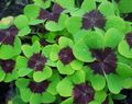 multicolor Leafy Ornamentals Wood Sorrel, Whitsun Flower, Green Snob, Sleeping Beauty Photo and characteristics