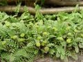 green Leafy Ornamentals New Zealand Brass Buttons Photo and characteristics