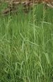 Dekorative Pflanzen Bowles Goldenen Gras, Goldhirse Gras, Vergoldetem Holz Hirse getreide, Milium effusum grün Foto