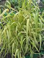 Ornamental Plants Bowles Golden Grass, Golden Millet Grass, Golden Wood Millet cereals, Milium effusum multicolor Photo