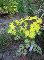 Ornamental Plants Double Columbine leafy ornamentals, Aquilegia-x-hybrida yellow Photo
