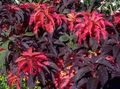  Joseph’s coat, Fountain plant, Summer Poinsettia, Tampala, Chinese Spinach, Vegetable Amaranth, Een Choy leafy ornamentals, Amaranthus-Tricolor burgundy,claret Photo
