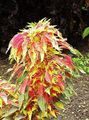  Joseph’s coat, Fountain plant, Summer Poinsettia, Tampala, Chinese Spinach, Vegetable Amaranth, Een Choy leafy ornamentals, Amaranthus-Tricolor multicolor Photo