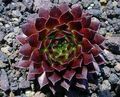 burgundy,claret Succulents JovibarbaHouseleek, Hen-and-Chickens Photo and characteristics
