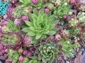 multicolor Succulents JovibarbaHouseleek, Hen-and-Chickens Photo and characteristics