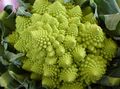 Ornamental Plants Flowering Cabbage, Ornamental Kale, Collard, Cole, Brassica oleracea light green Photo