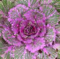 Ornamental Plants Flowering Cabbage, Ornamental Kale, Collard, Cole, Brassica oleracea purple Photo