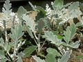 Dekorative Pflanzen Dusty Miller, Silber Kreuzkraut dekorative-laub, Cineraria-maritima golden Foto