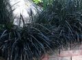Ornamental Plants Lily-turf, Snake's beard, Black Dragon, Black Mondo Grass leafy ornamentals, Ophiopogon black Photo