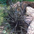 Ornamental Plants Lily-turf, Snake's beard, Black Dragon, Black Mondo Grass leafy ornamentals, Ophiopogon silvery Photo