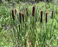 green Aquatic Plants Broadleaf Cattail, Bulrush, Cossack Asparagus, Flags, Reed Mace, Dwarf Cattail, Graceful Cattail Photo and characteristics