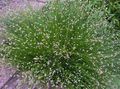  Fiber Optic Grass, Salt Marsh Bulrush aquatic plants, Isolepis cernua, Scirpus cernuus green Photo