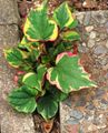 multicolor Leafy Ornamentals Chameleon plant Photo and characteristics